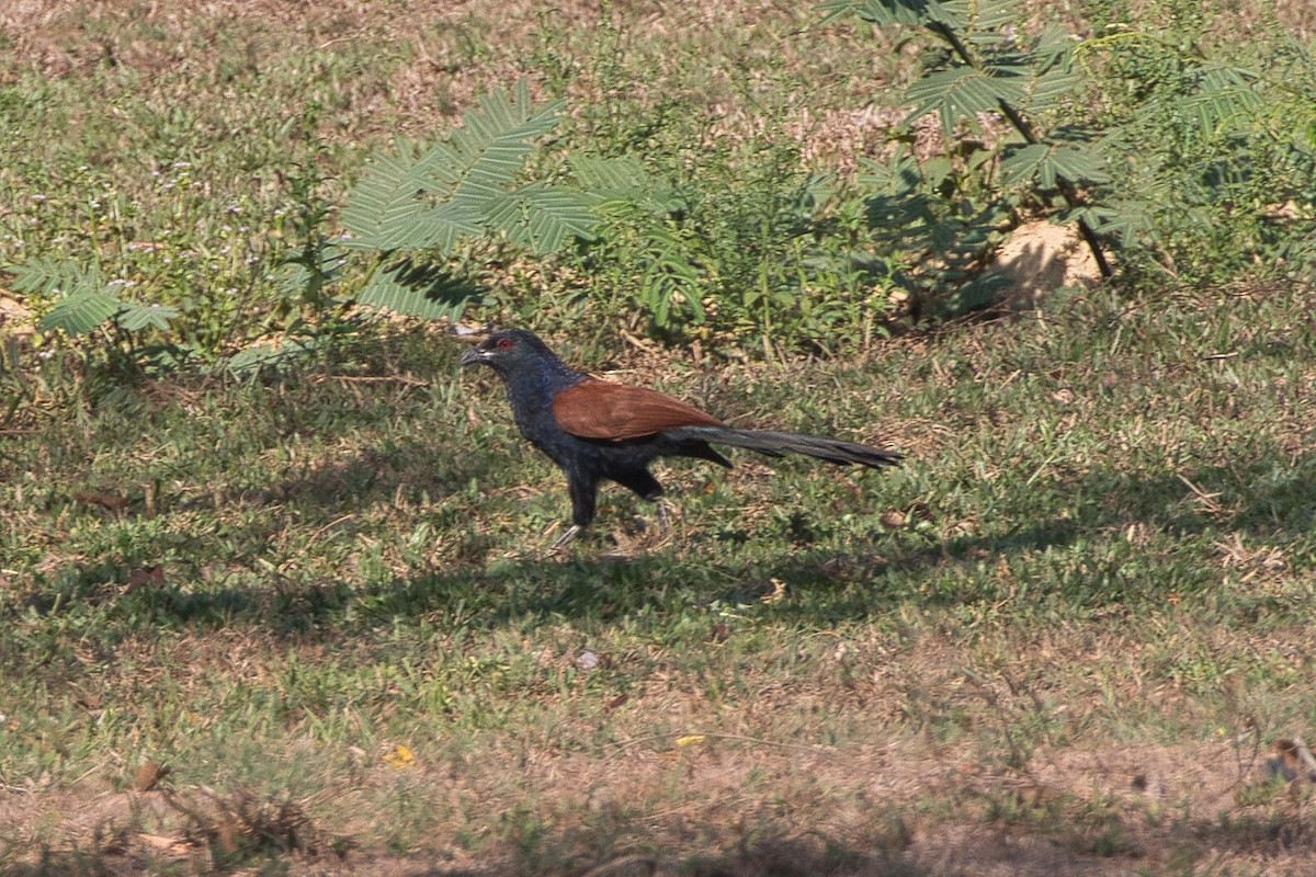 Greater Coucal - ML617998010