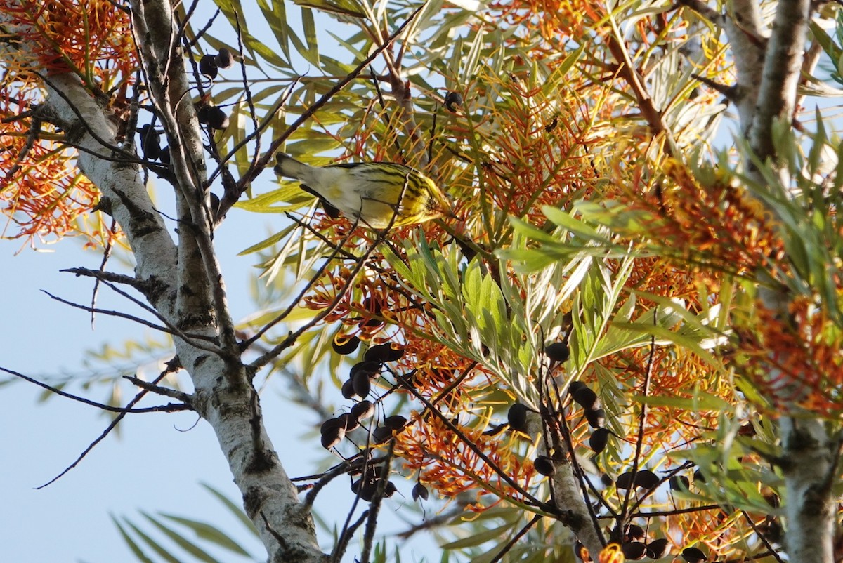 Cape May Warbler - deborah grimes
