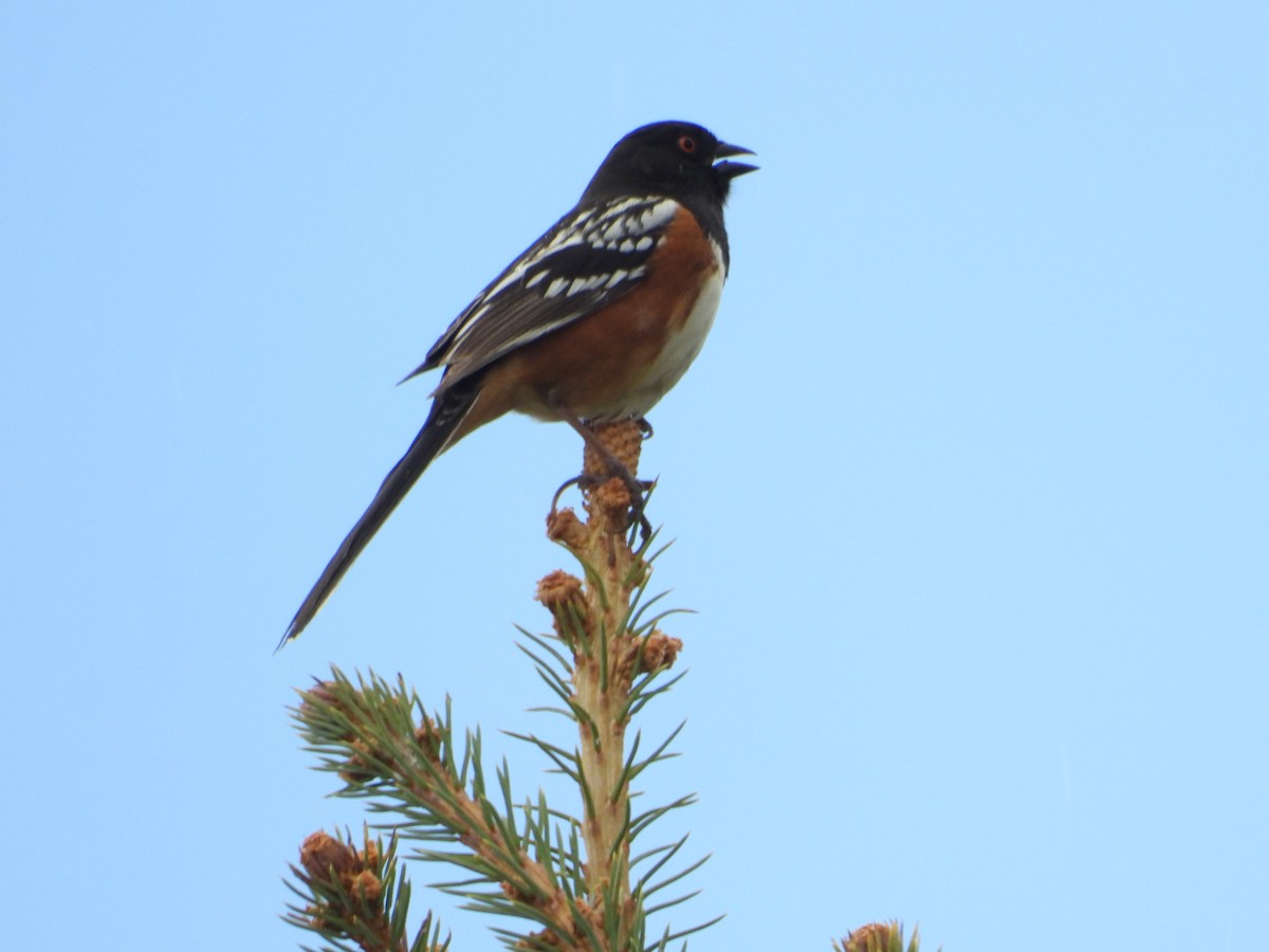 Spotted Towhee - ML617998018
