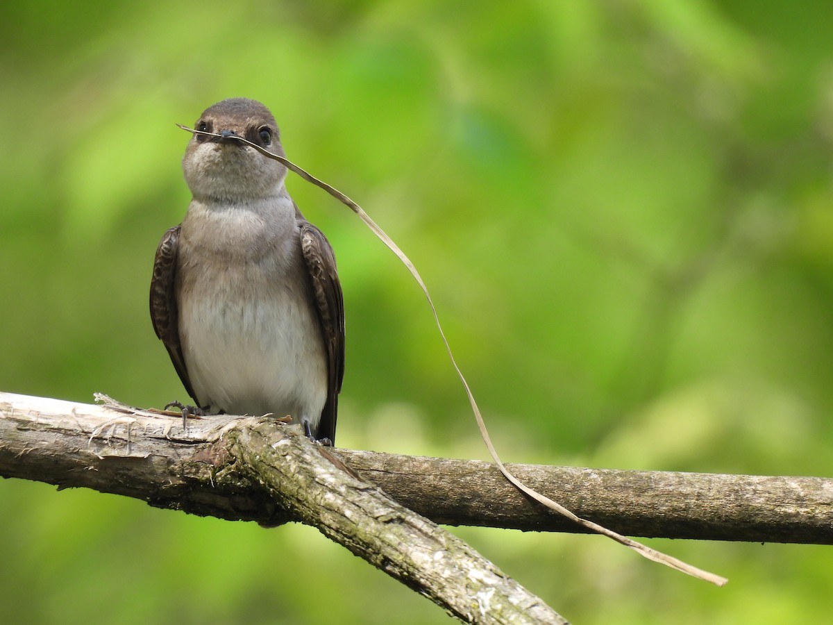 Northern Rough-winged Swallow - ML617998061