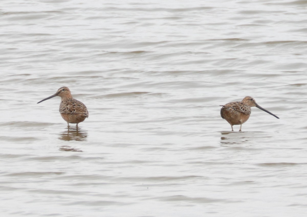 Long-billed Dowitcher - ML617998071