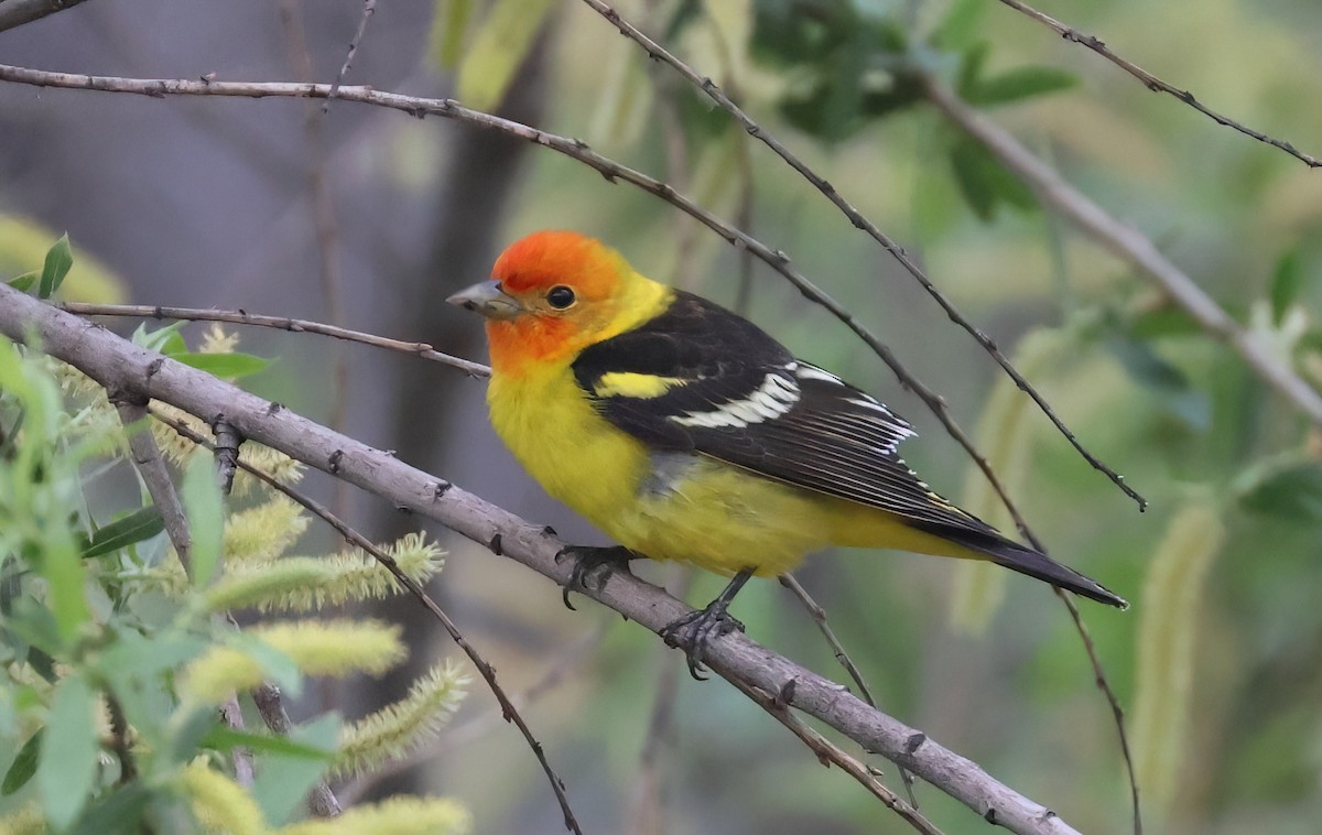 Western Tanager - ML617998100