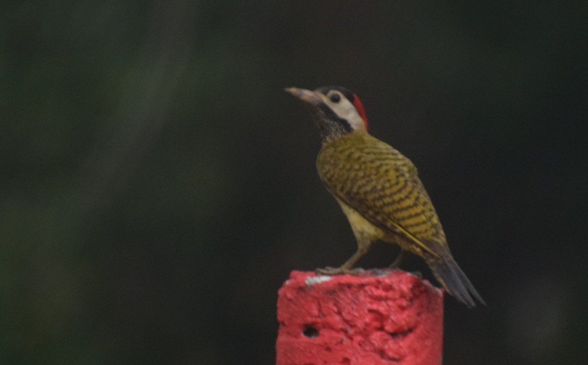 Spot-breasted Woodpecker - Neil Gilbert