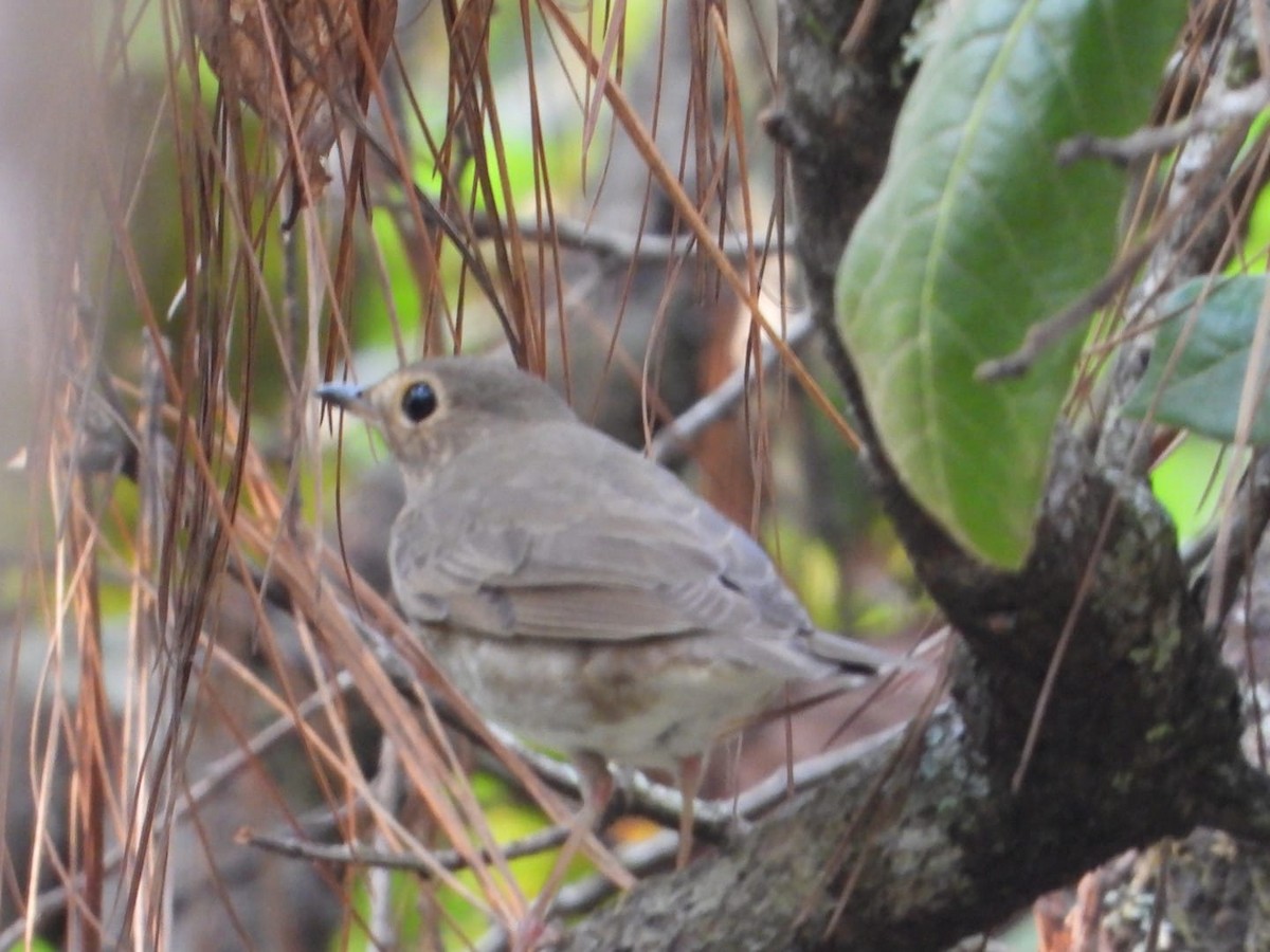 Swainson's Thrush - My Experience With Nature Birding Tour Guide
