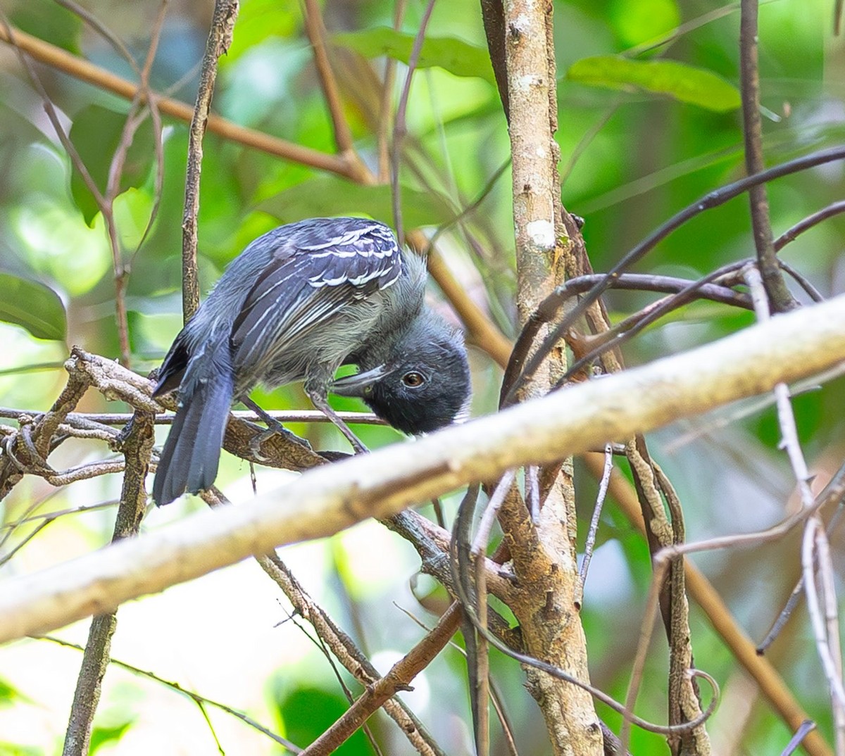 Black-chinned Antbird - Willian de jesus Quiceno calderon