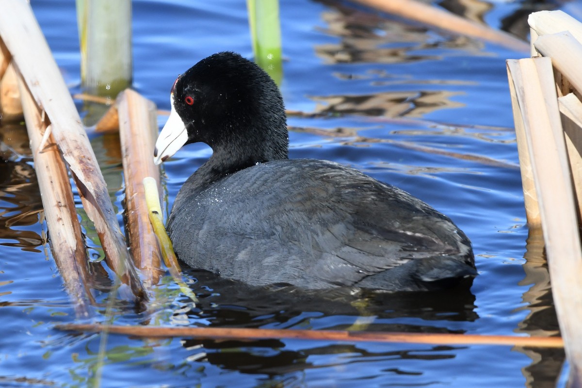 American Coot (Red-shielded) - Donna Carter