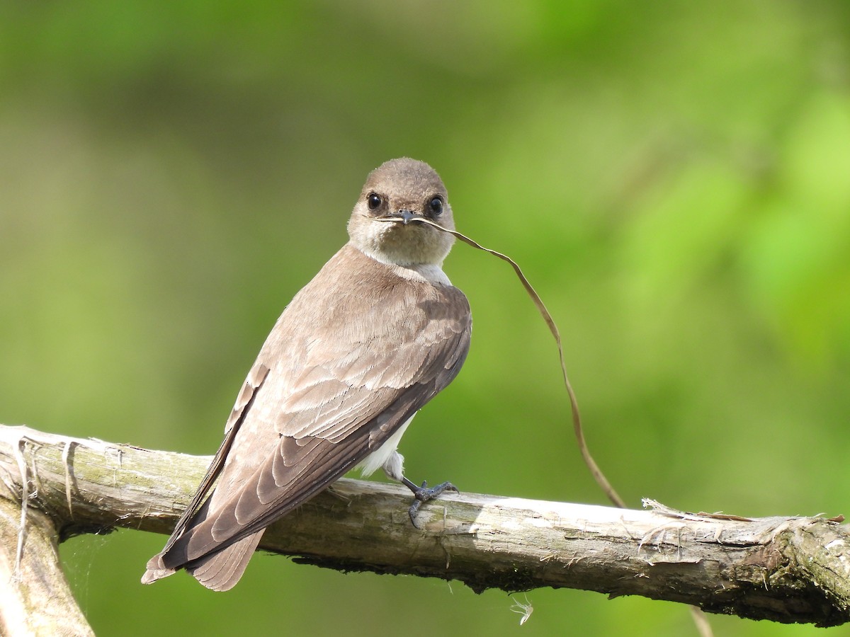 Northern Rough-winged Swallow - ML617998158