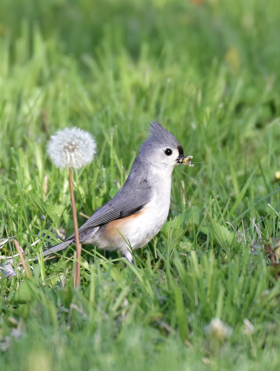 Tufted Titmouse - Dave  Sherman