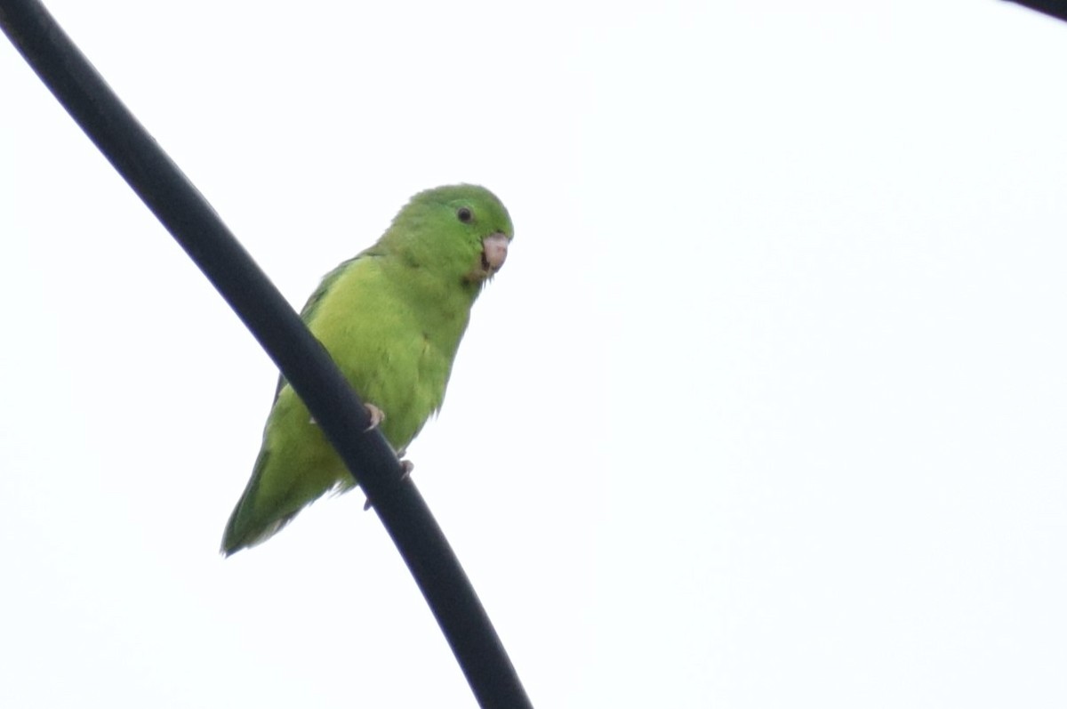 Spectacled Parrotlet - ML617998185