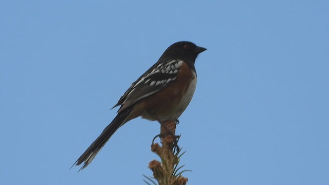 Spotted Towhee - ML617998210