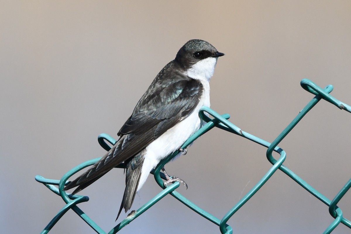 Tree Swallow - Donna Carter