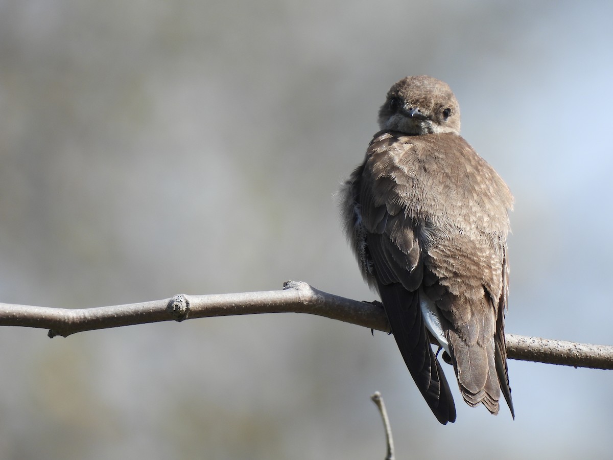 Northern Rough-winged Swallow - ML617998311