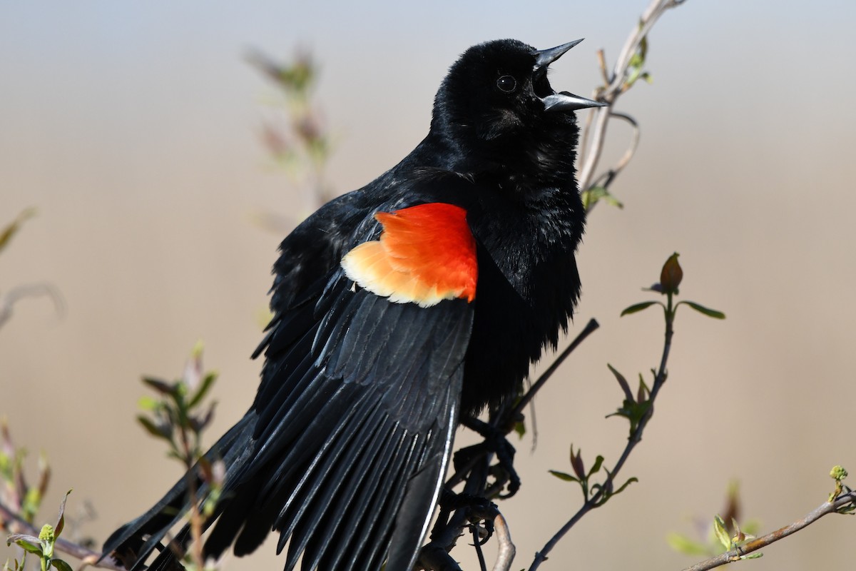Red-winged Blackbird (Red-winged) - ML617998325