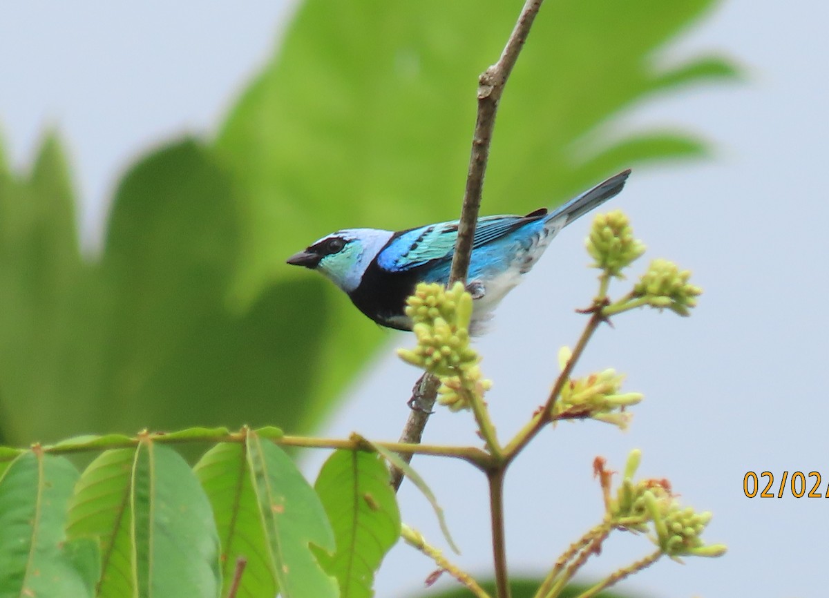 Masked Tanager - ML617998364