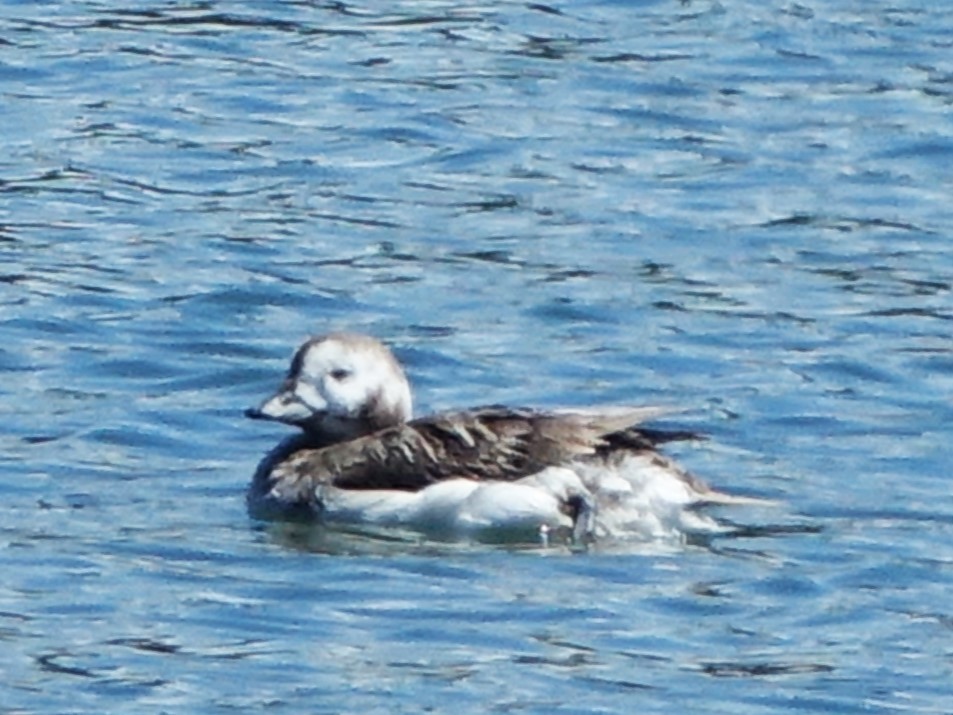 Long-tailed Duck - ML617998371