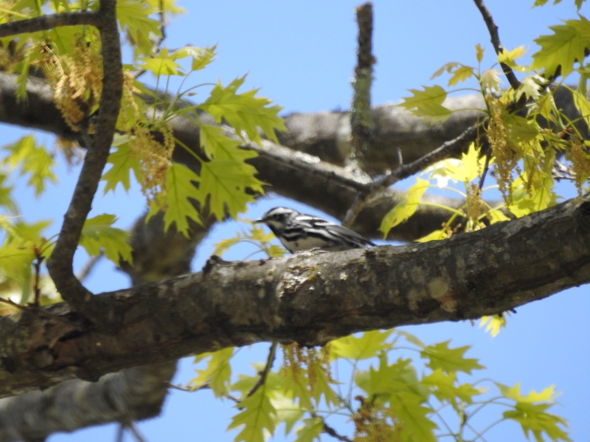 Black-and-white Warbler - ML617998390