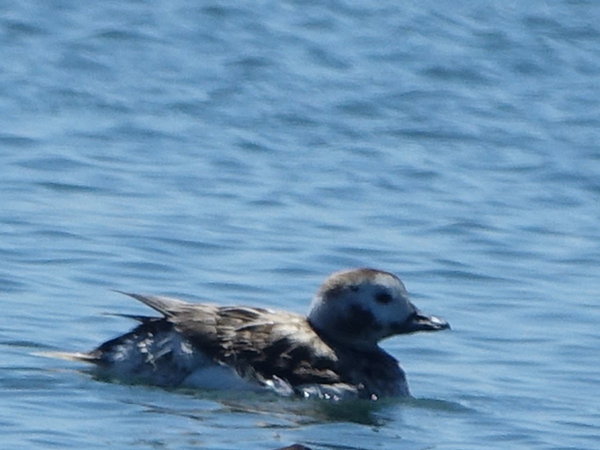 Long-tailed Duck - ML617998401