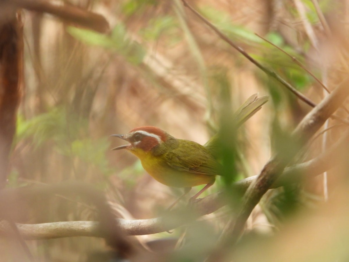 Chestnut-capped Warbler - My Experience With Nature Birding Tour Guide