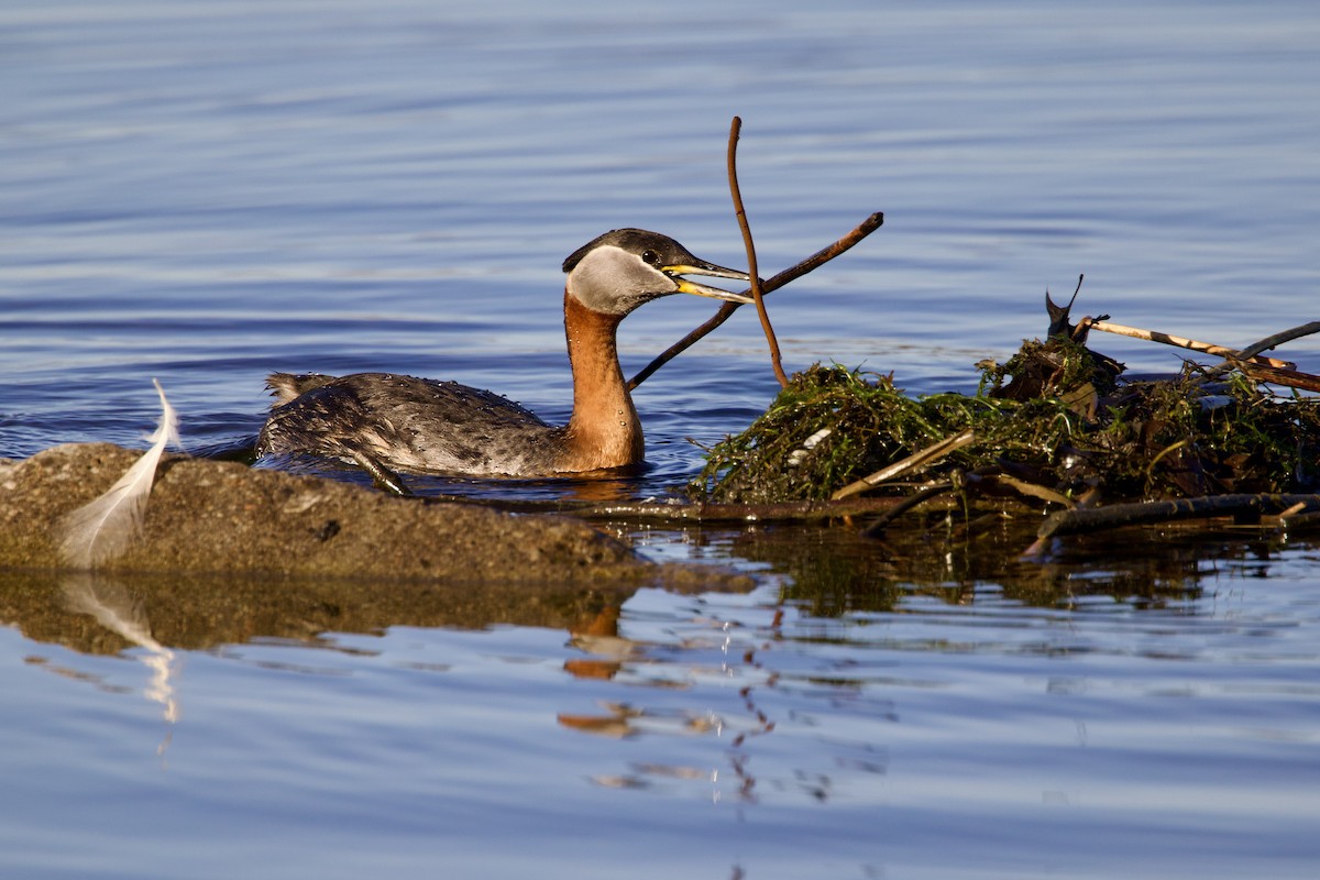 Red-necked Grebe - ML617998412