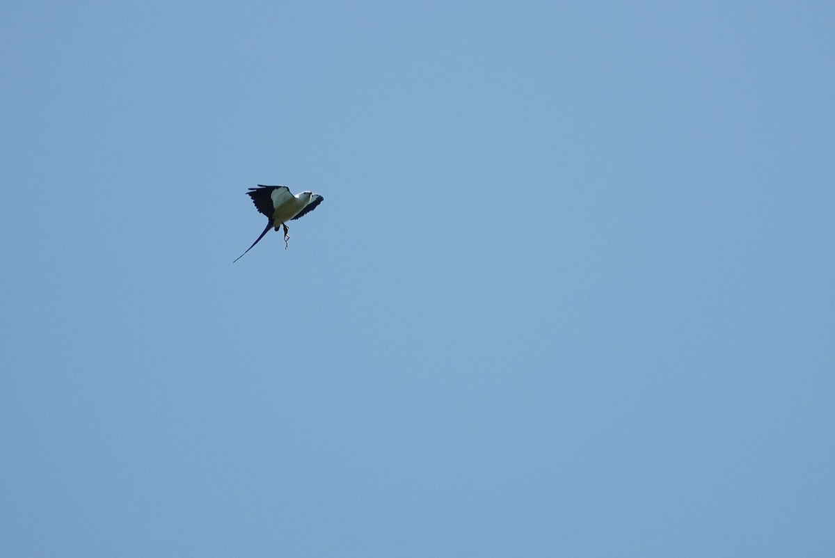 Swallow-tailed Kite - ML617998418