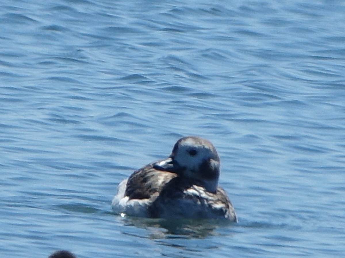 Long-tailed Duck - ML617998419