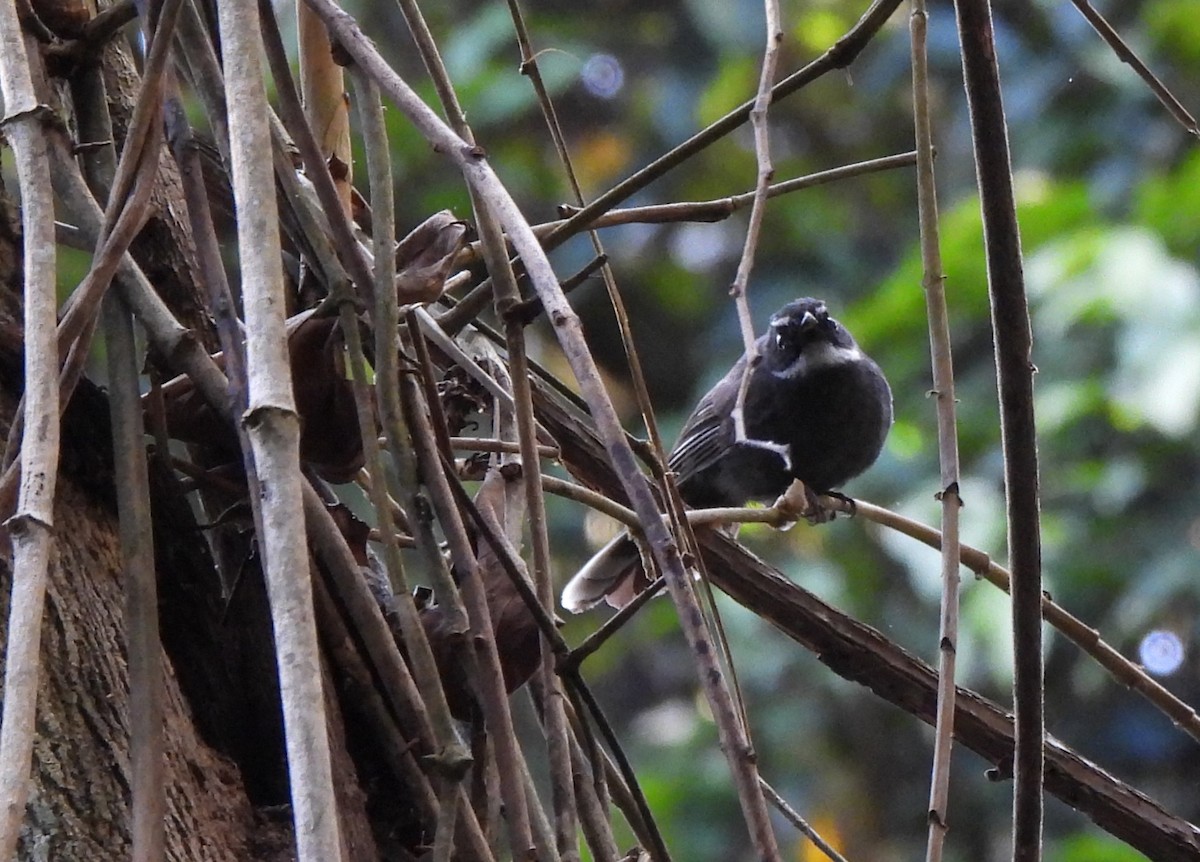 White-throated Fantail - Gwen Taylor