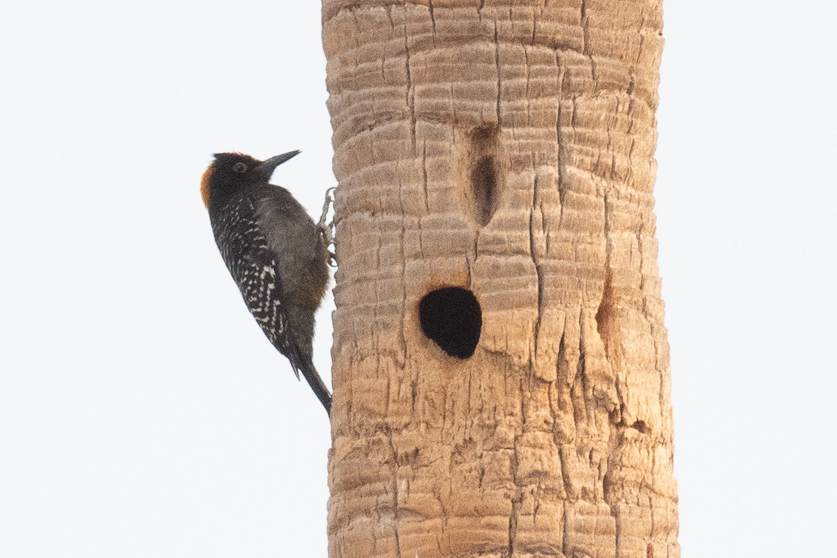 Golden-fronted Woodpecker - Ben  Lucking