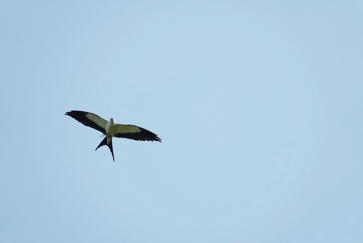 Swallow-tailed Kite - ML617998469