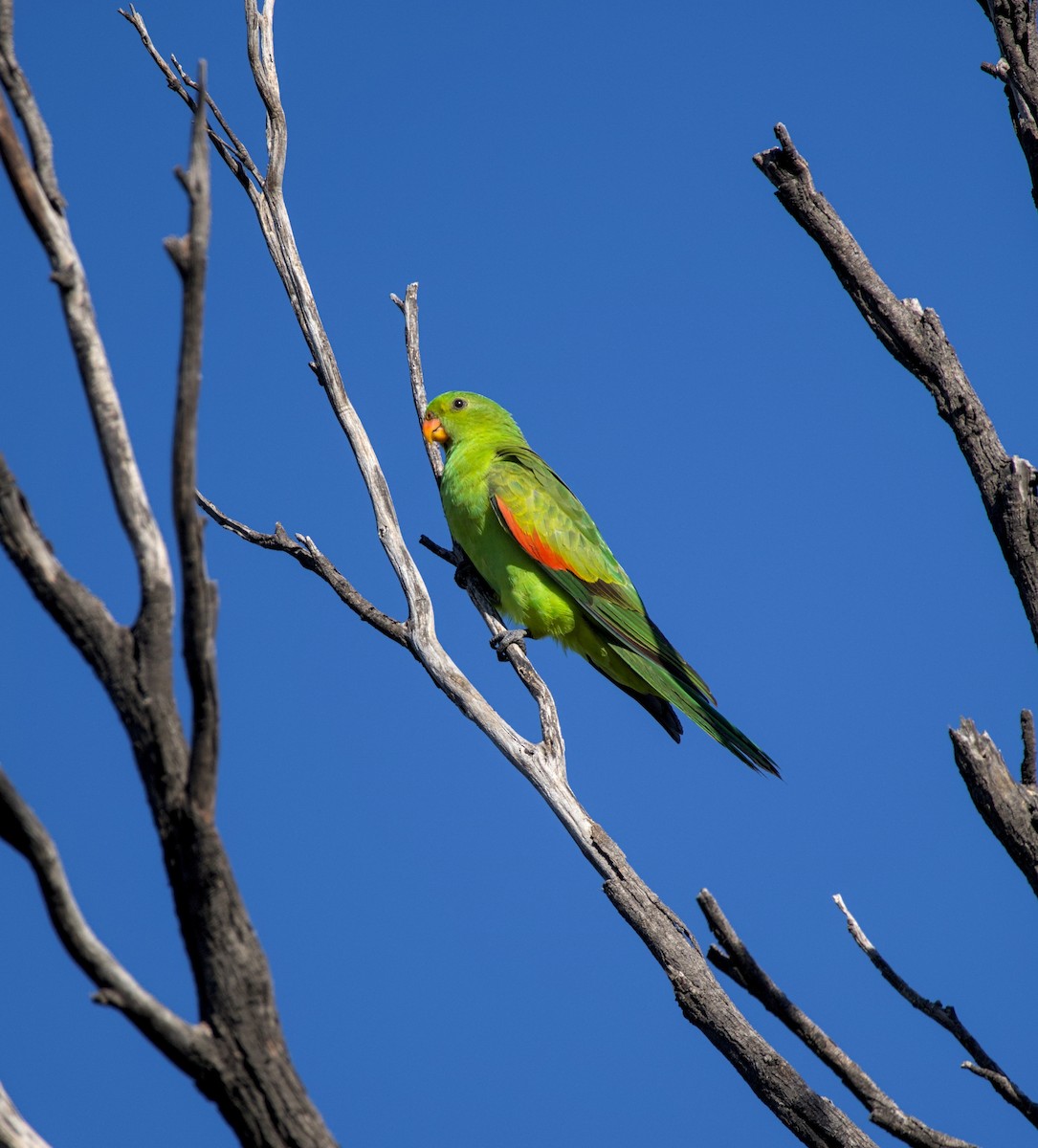 Папужець-червонокрил австралійський - ML617998471