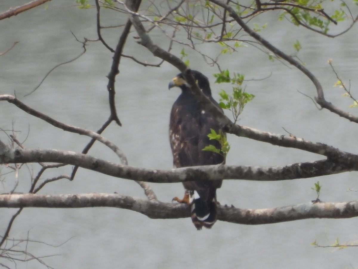 Common Black Hawk - My Experience With Nature Birding Tour Guide