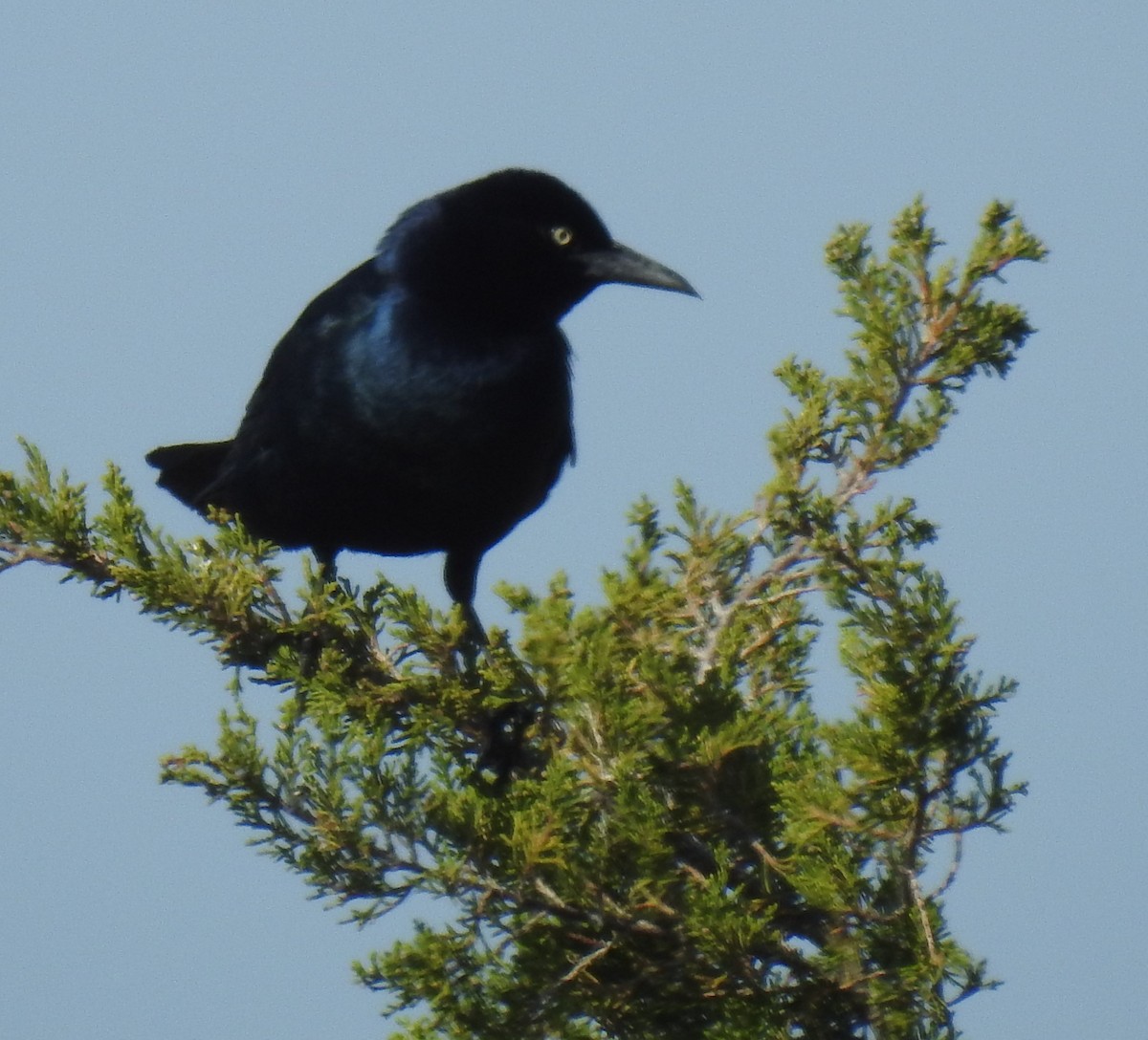 Boat-tailed Grackle - ML617998524