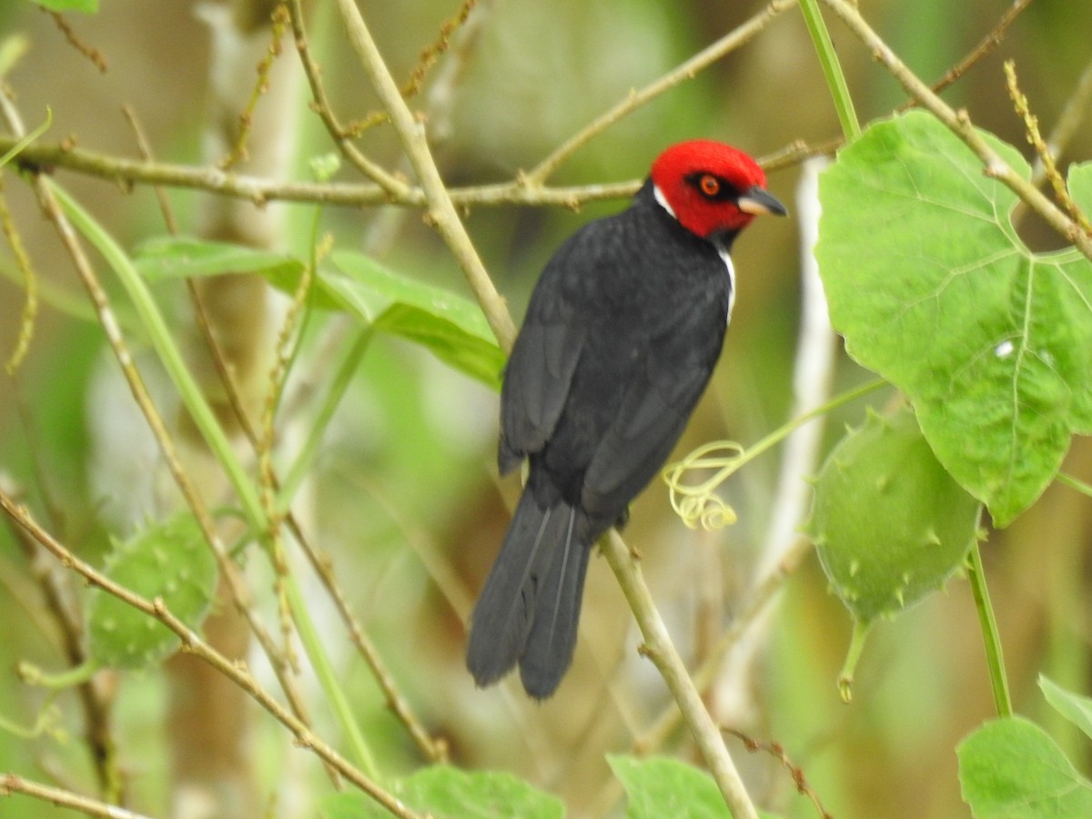 Red-capped Cardinal - ML617998548