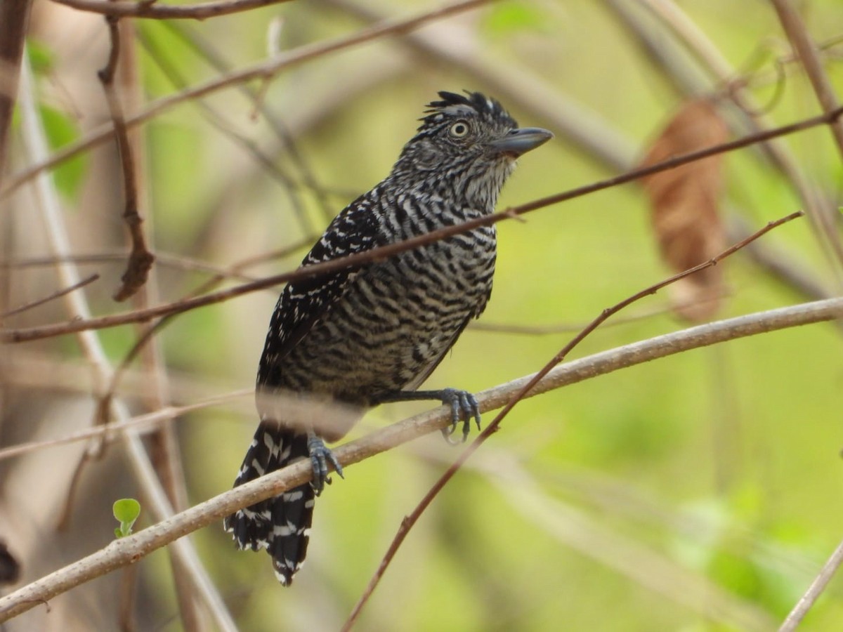 Barred Antshrike - My Experience With Nature Birding Tour Guide