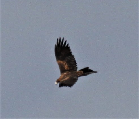 Wedge-tailed Eagle - ML617998569