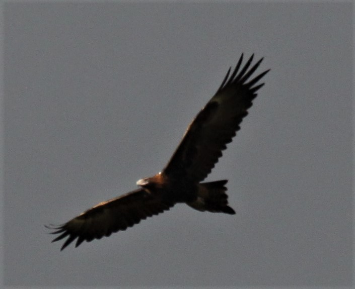 Wedge-tailed Eagle - ML617998570