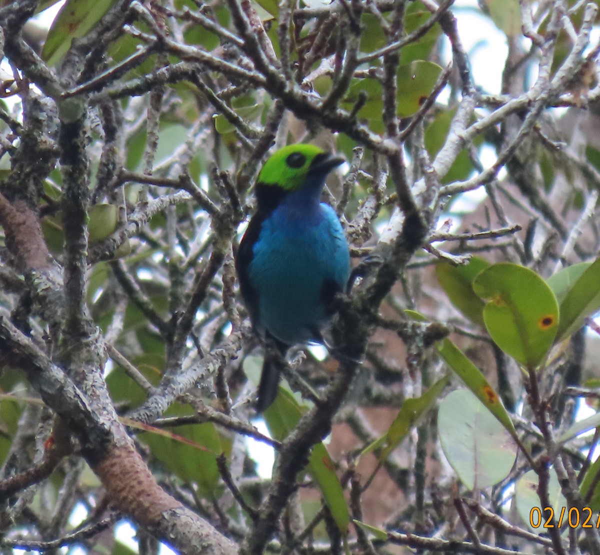 Paradise Tanager - ML617998606