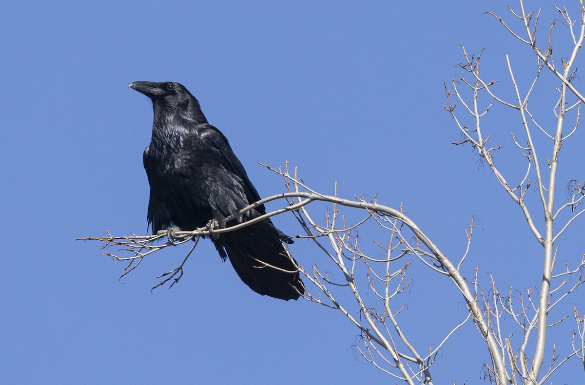 Common Raven - Kris Long