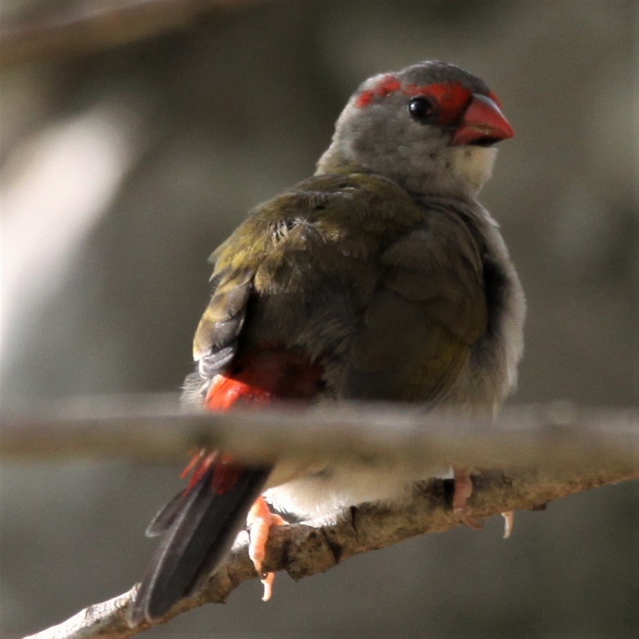 Red-browed Firetail - ML617998656
