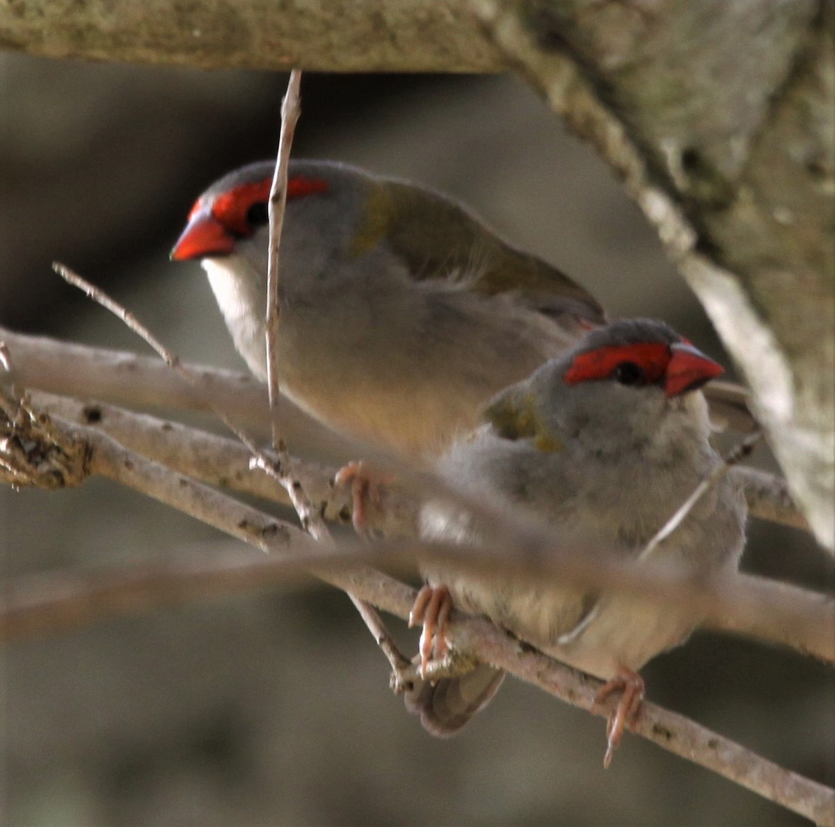 Red-browed Firetail - ML617998657