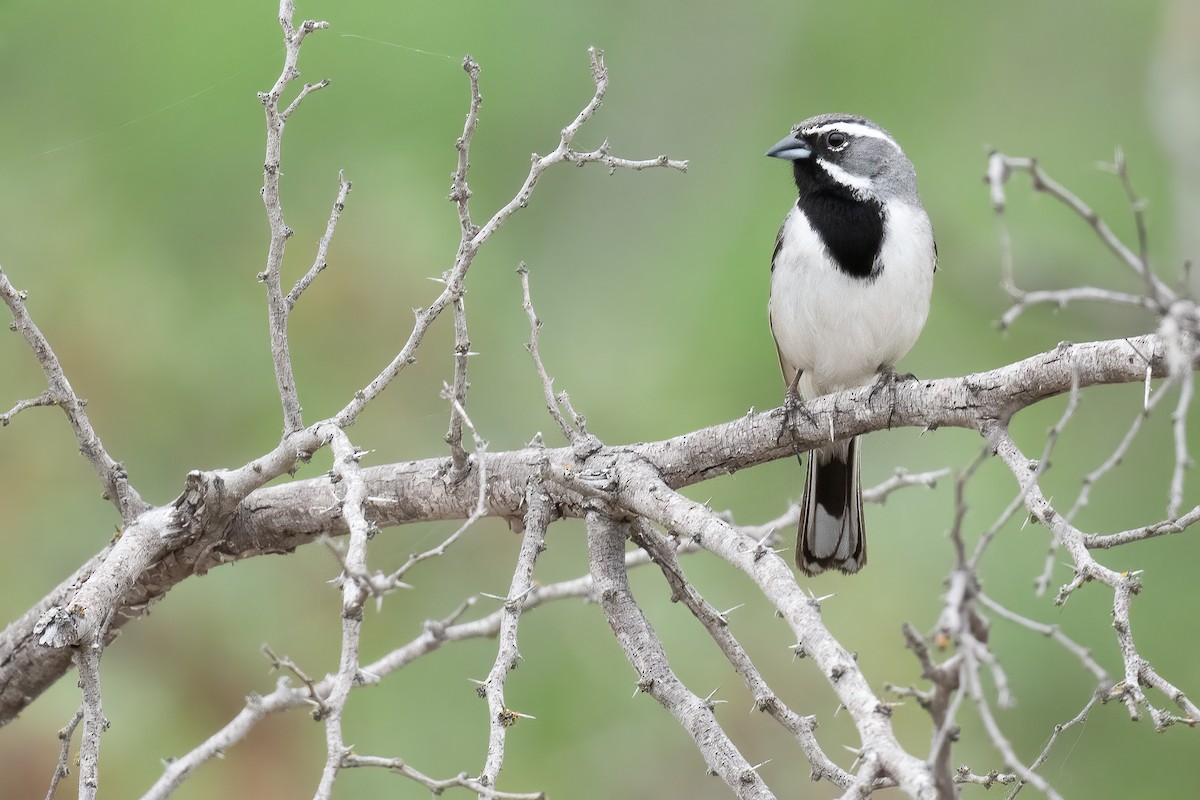 Black-throated Sparrow - Ben  Lucking