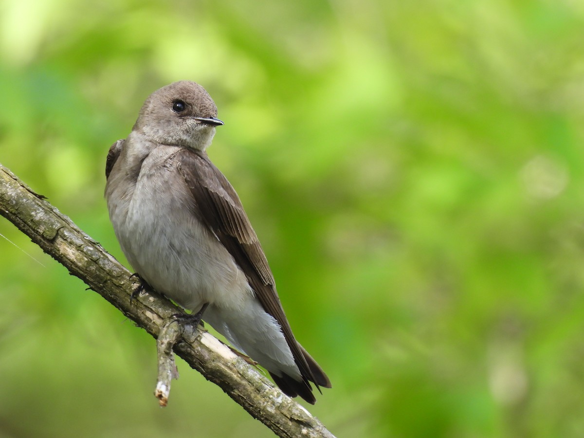Northern Rough-winged Swallow - ML617998710