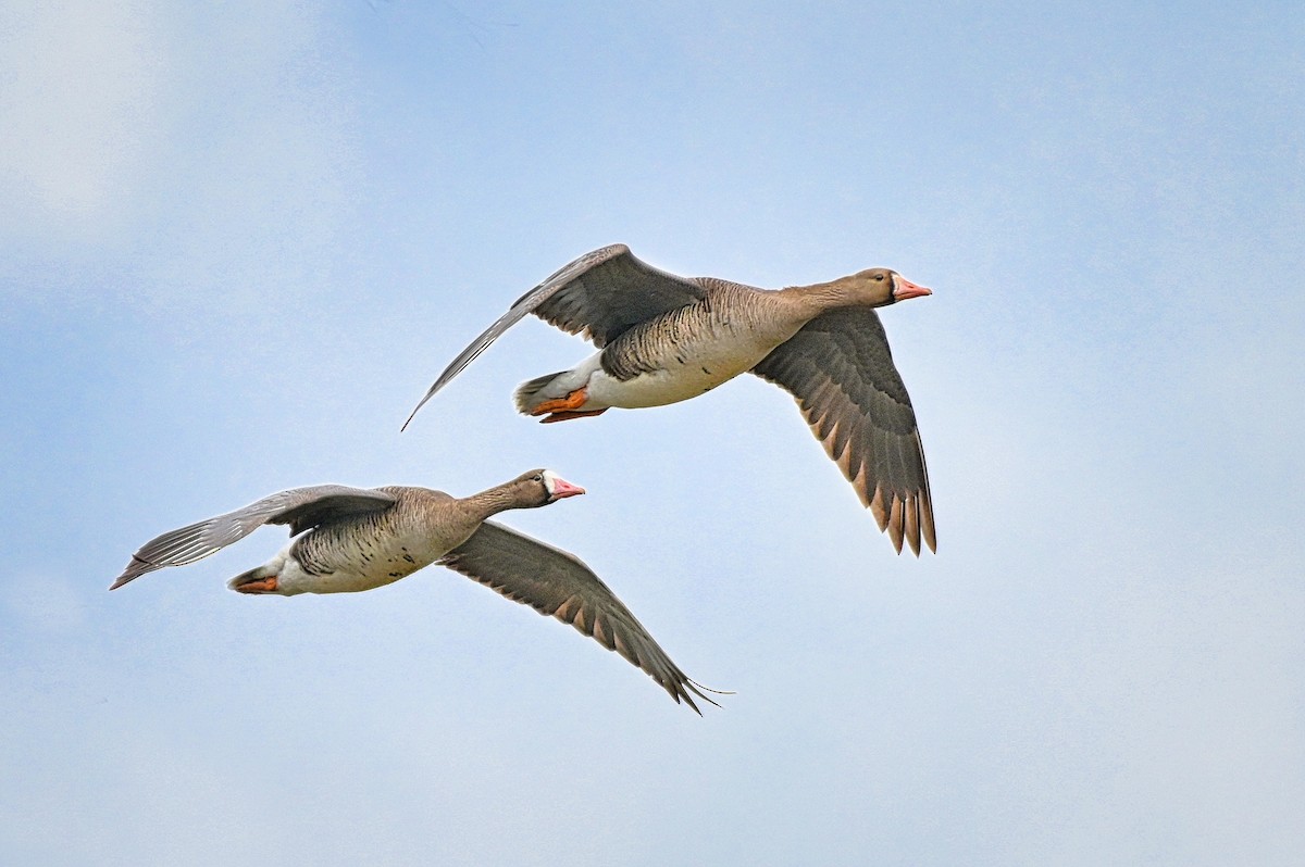 Greater White-fronted Goose - ML617998715