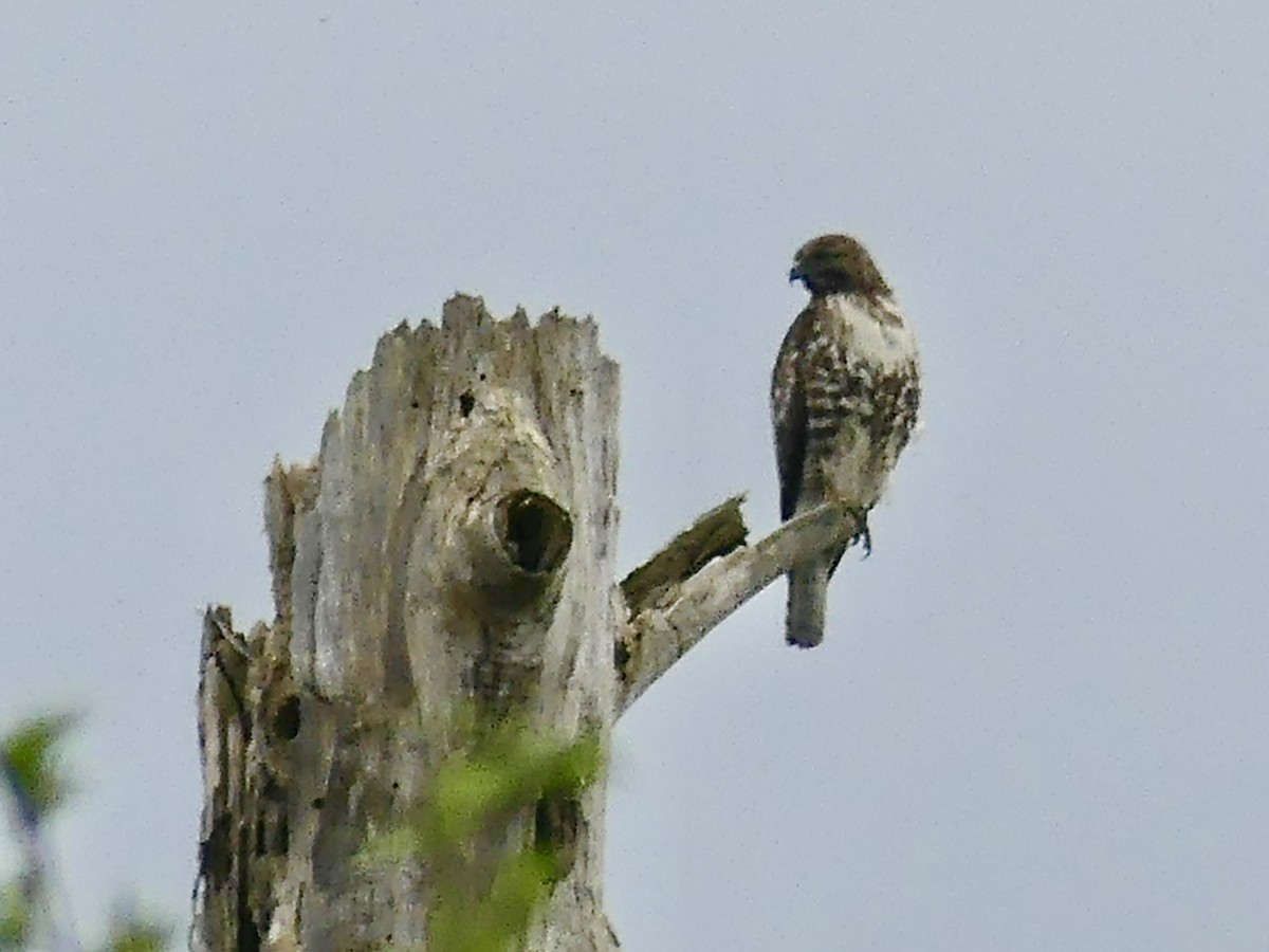 Red-tailed Hawk - ML617998718