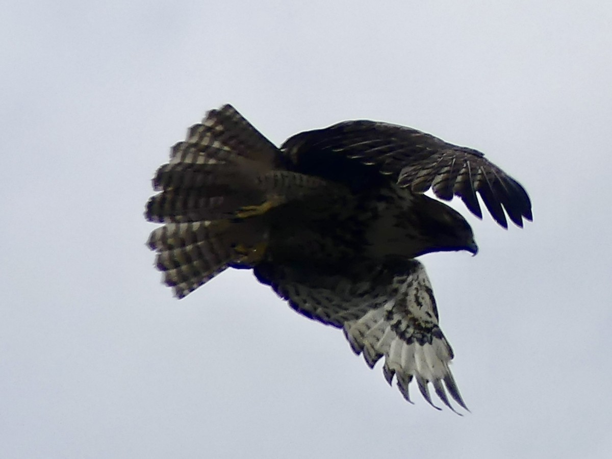 Red-tailed Hawk - Philip Dickinson