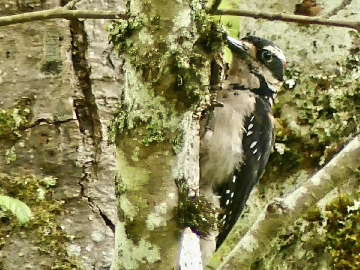 Hairy Woodpecker (Pacific) - Philip Dickinson