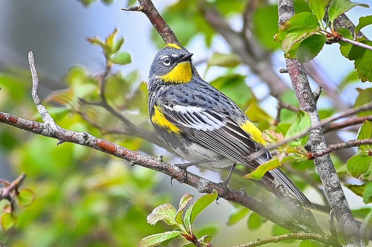Yellow-rumped Warbler (Audubon's) - Roger Beardmore