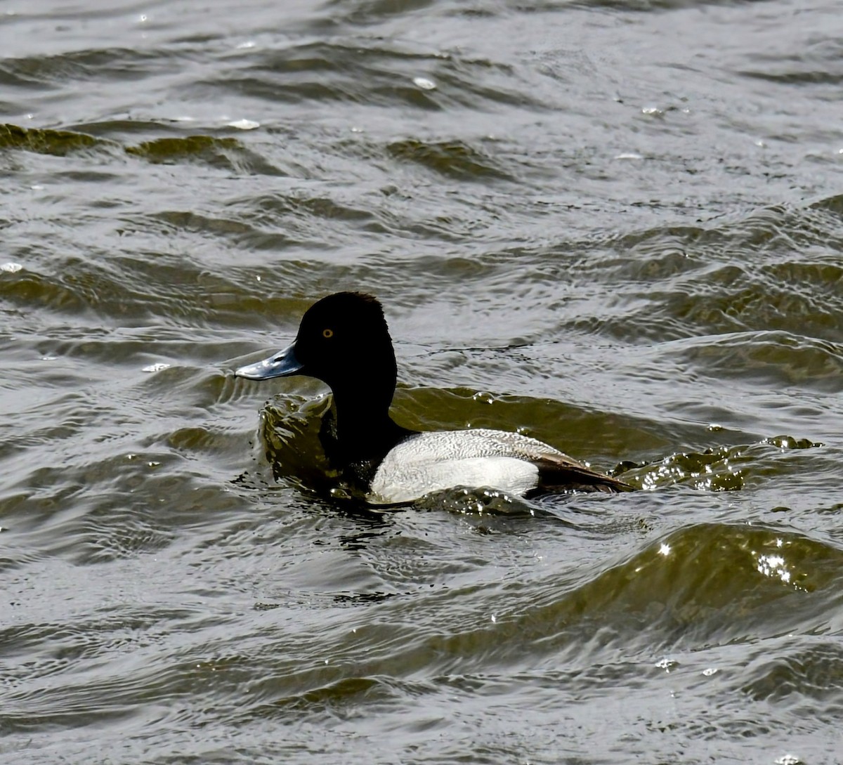 Lesser Scaup - Ron Terpstra