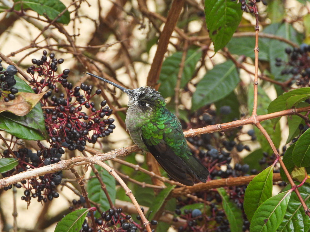 Talamanca Hummingbird - ML617998795
