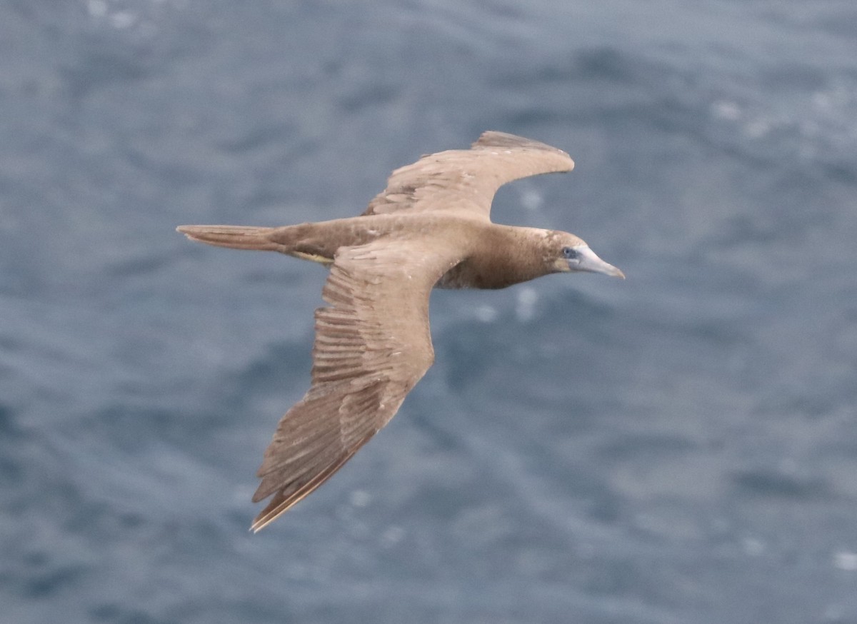 Brown Booby - bethmont Marc