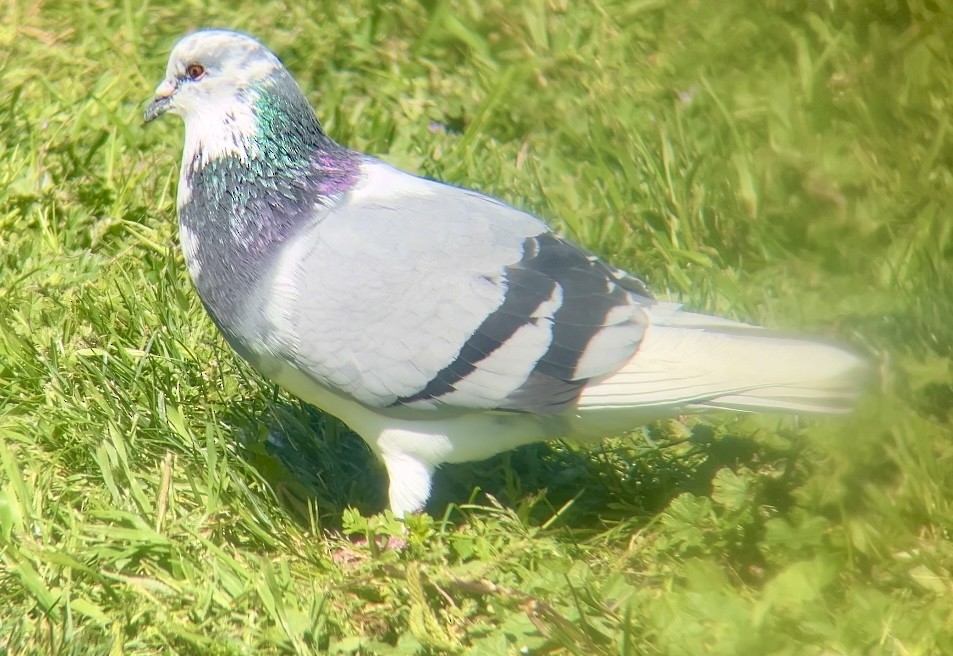 Rock Pigeon (Feral Pigeon) - ML617998812